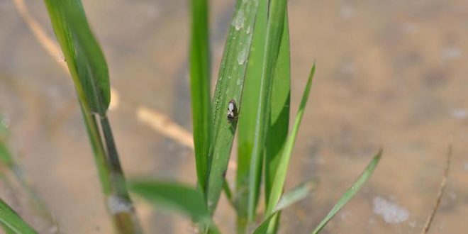 Chinch Bugs Added to Pasture Watch Lists