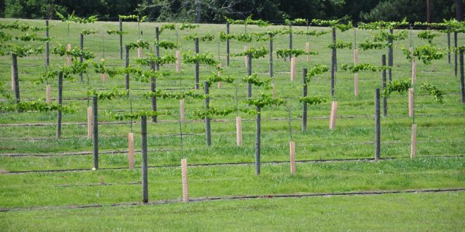 Growing Local: The World of Wine in Alabama Vineyards
