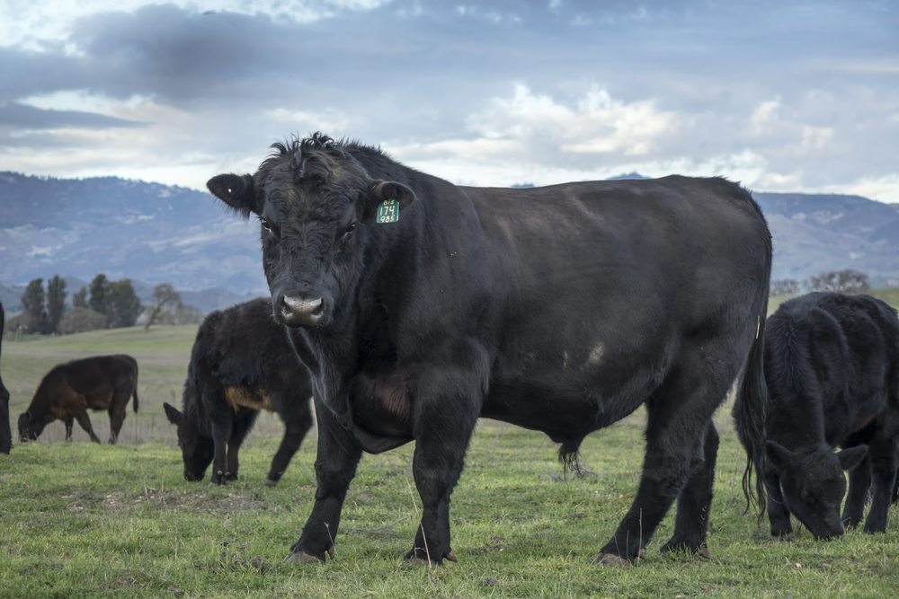 Not All Black Cattle are Angus Extension Daily